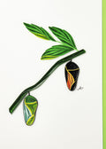 #254 chry - Chrysalis