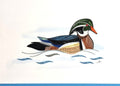 #273 - Wood Duck on Water