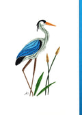 #285 - Blue Heron