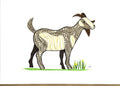 #291 - Goat