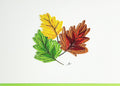 #323 - Leaves