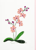 DC3 - Pink Orchid