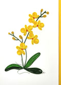 #327 Y - Yellow Orchid