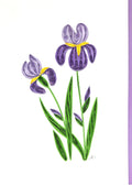 #334 - Purple Iris