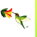 #34 - Humming Bird