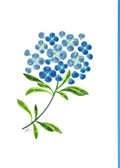 #344 - Blue Hydrangea