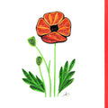 #62 - Poppy Flower
